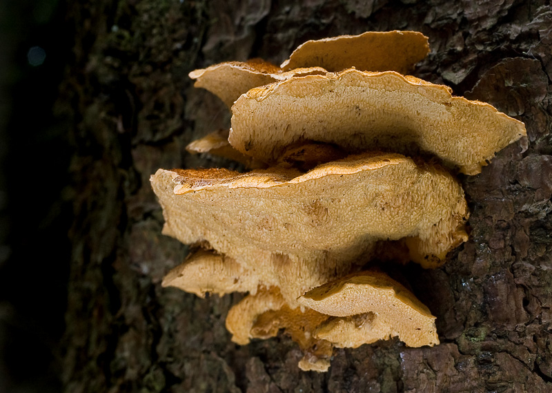 Pycnoporellus fulgens